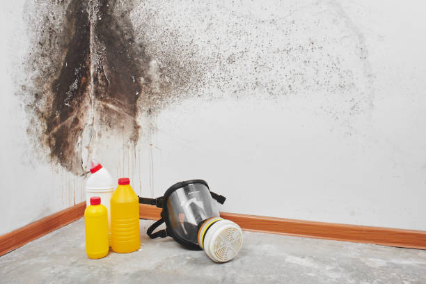 Best Mold Remediation for Specific Building Types in Richmond, MI