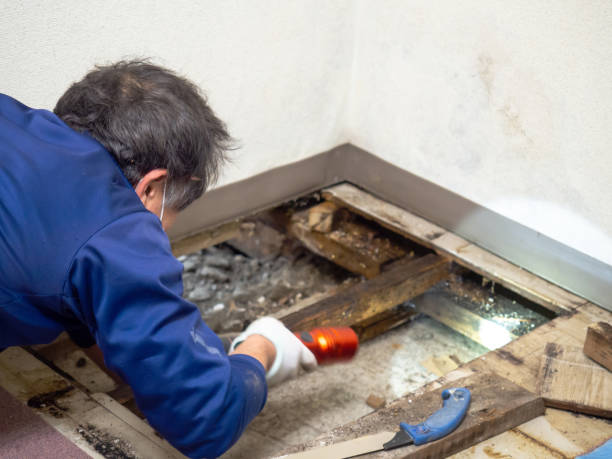 Best Insurance-Related Mold Remediation in Richmond, MI