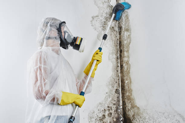  Richmond, MI Mold Removal Pros