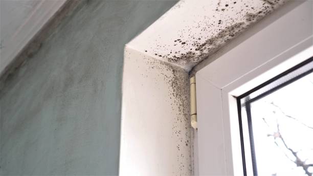 Best Black Mold Remediation in Richmond, MI