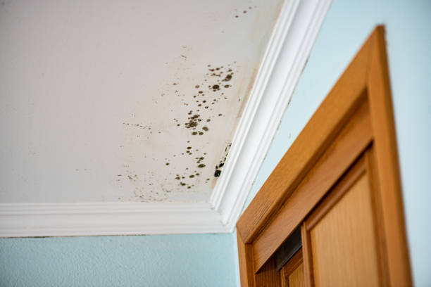 Best Localized Mold Remediation (e.g., coastal areas, humid climates) in Richmond, MI
