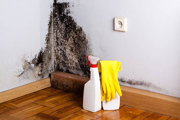 Best Residential Mold Remediation in Richmond, MI