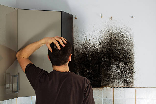 Best Attic Mold Remediation in Richmond, MI