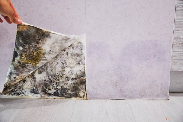 Best Residential Mold Remediation in Richmond, MI